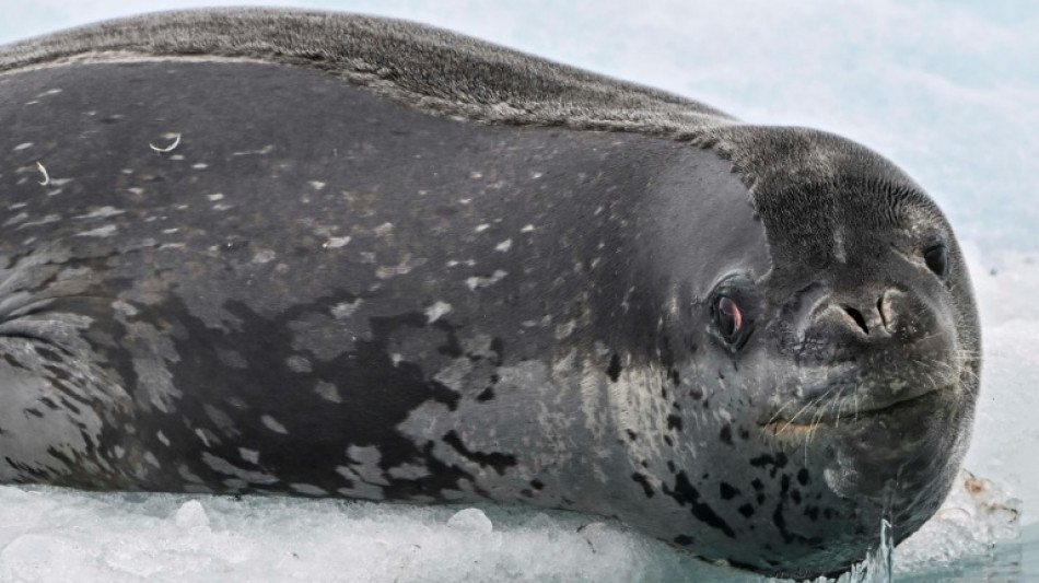 Seals sing 'otherworldly' songs structured like nursery rhymes