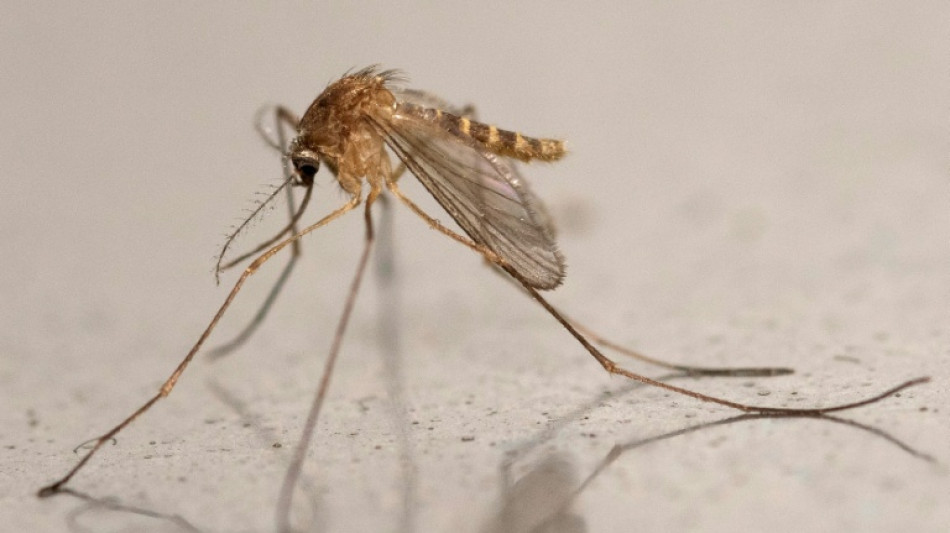 En Ecosse, des moustiques responsables de l'arriv&eacute;e d'un nouveau virus sous haute surveillance