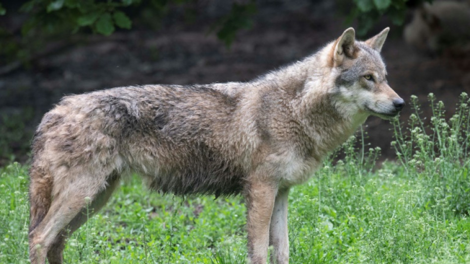 En Europe, le loup reste une "espèce protégée", mais moins qu'avant