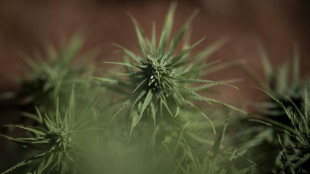 Gericht: Cannabisanbau in Lagerhalle muss baurechtlich genehmigt werden