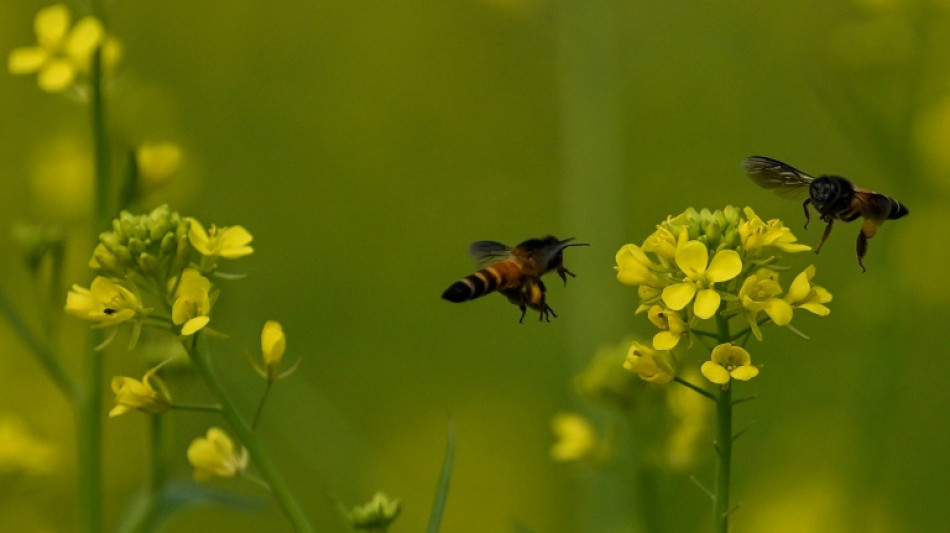 Beweise f&uuml;r Seuche vereitelt: Imker aus Rheinland-Pfalz m&uuml;ssen 263 Bienenv&ouml;lker t&ouml;ten