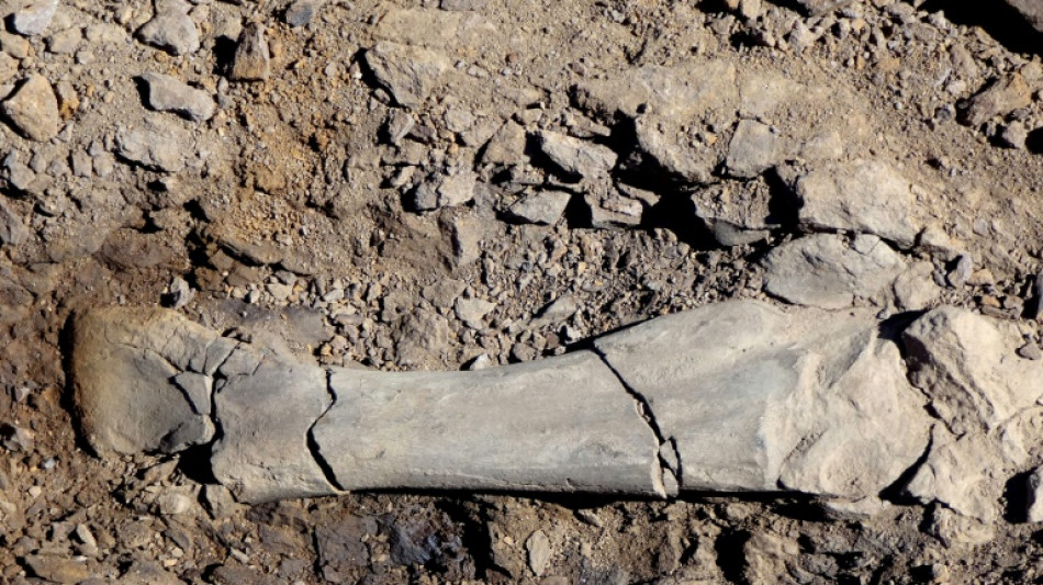 Des restes d'un dinosaure jamais r&eacute;pertori&eacute; en Am&eacute;rique du sud d&eacute;couverts en Patagonie chilienne