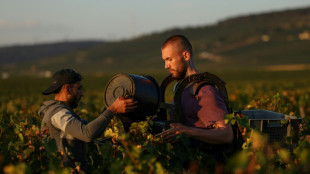 Vin: la Bourgogne esp&egrave;re des vendanges g&eacute;n&eacute;reuses pour juguler l'inflation