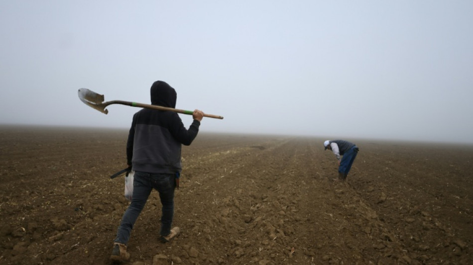 Agricultores americanos expressam preocupa&ccedil;&atilde;o com promessa de deporta&ccedil;&otilde;es em massa de Trump