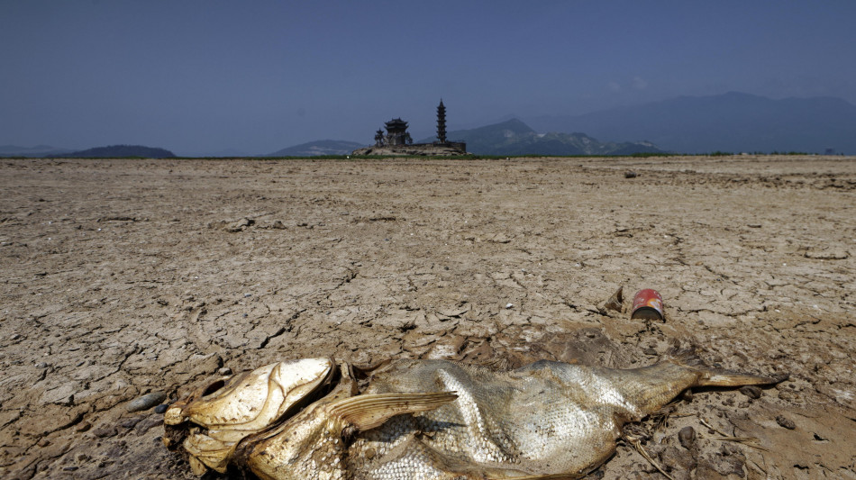 Scoperte le più antiche orme di pesci sulla terraferma