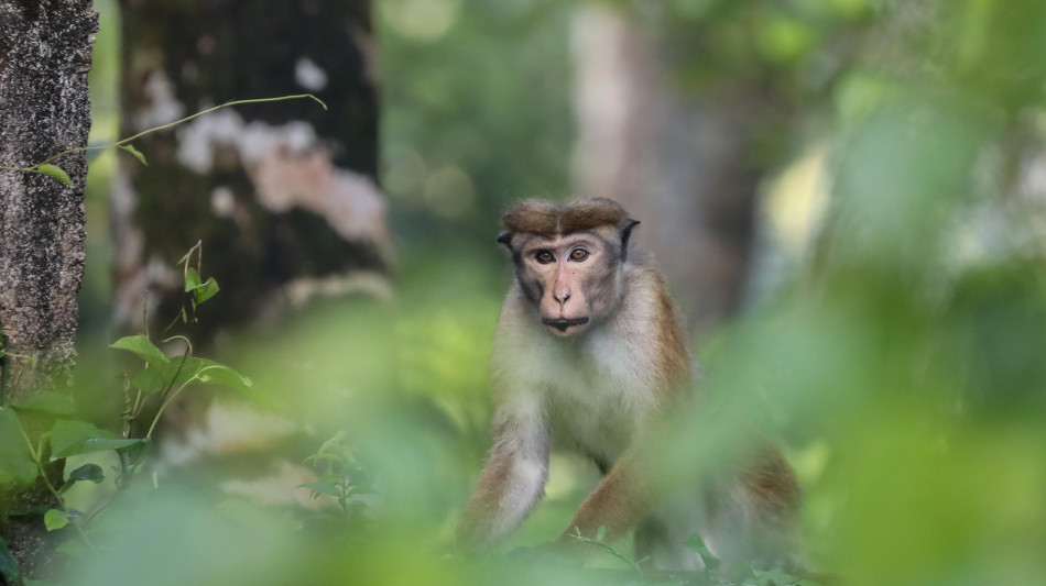 Addio a Desmond Morris, l'etologo della 'scimmia nuda'