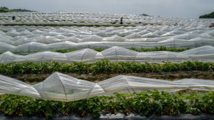 El sector privado de la eurozona desaceler&oacute; en mayo pero se mantiene s&oacute;lido