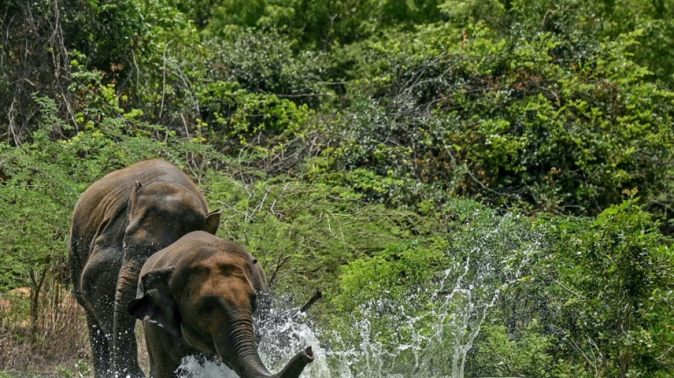 India's elephant warning system tackles deadly conflict
