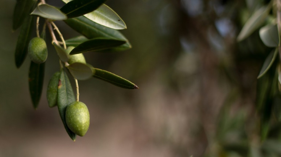 Trotz schwacher Ernten: Stiftung Warentest empfiehlt sieben Oliven&ouml;le