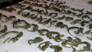 Decomisan en Perú 110 lagartijas usadas para tratamientos médicos