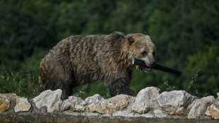 Braunb&auml;rin Troxi aus Wiesbadener Fasanerie mit 35 Jahren eingeschl&auml;fert