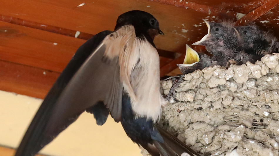 Col cambiamento del clima,rondini sempre più piccole e a rischio