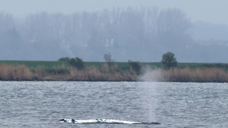 Drama um Buckelwal vor Poel: Retter planen weiterhin mit Abtransport