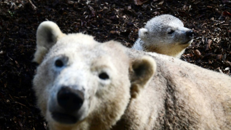 Eisb&auml;renbaby in Hamburger Tierpark Hagenbeck ist ein M&auml;dchen
