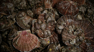 Les gisements fran&ccedil;ais de coquilles Saint-Jacques se portent "globalement bien", selon l'Ifremer