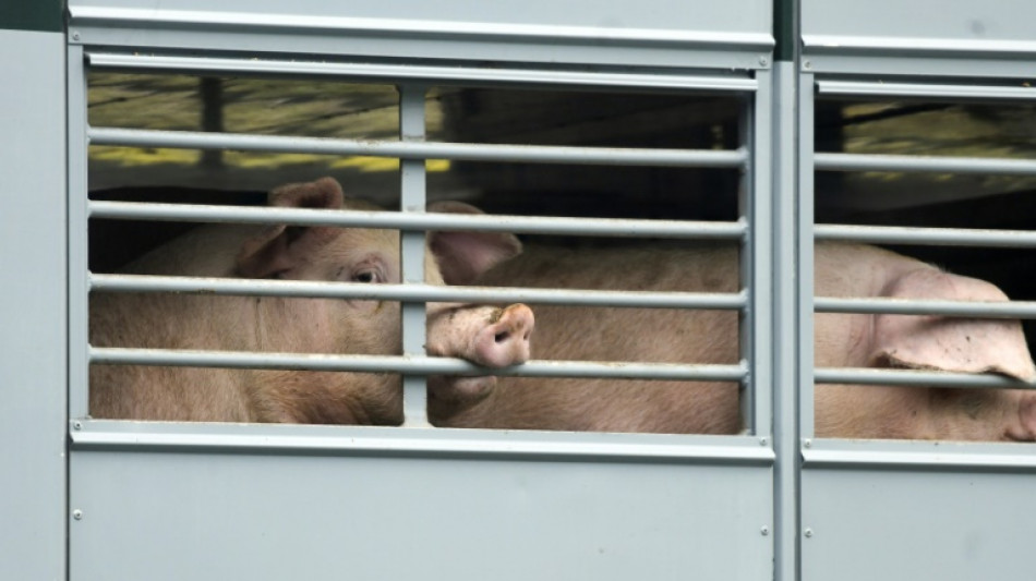 Pro-Kopf-Verzehr von Fleisch in Deutschland auf gut 53 Kilogramm gestiegen