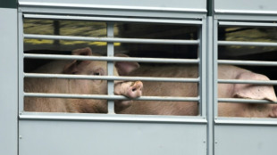 Pro-Kopf-Verzehr von Fleisch in Deutschland auf gut 53 Kilogramm gestiegen
