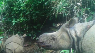 Indon&eacute;sie: le rhinoc&eacute;ros de Java en tr&egrave;s grand danger apr&egrave;s une vague de braconnage