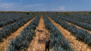 Agricultores israel&iacute;es relanzan producci&oacute;n de tequila cerca de Gaza