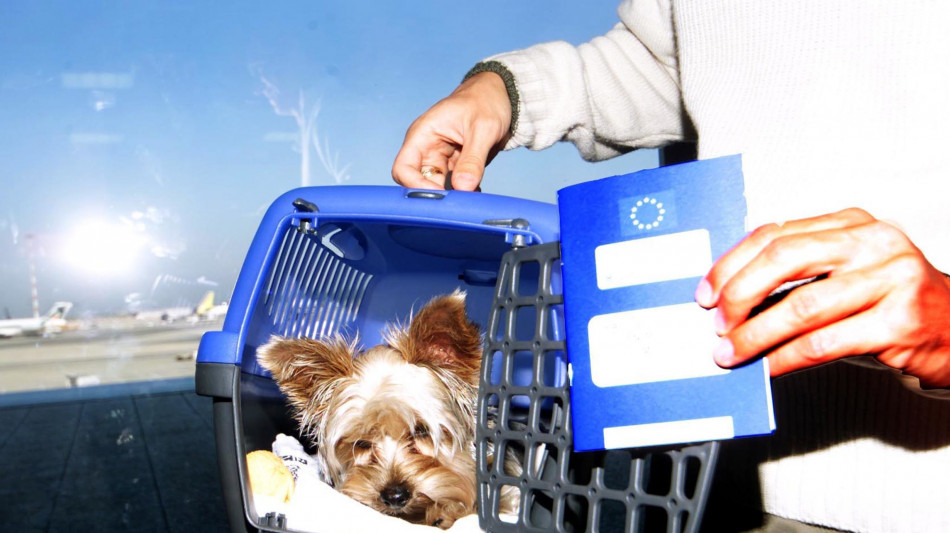 Marted&igrave; primo volo con 2 cani in cabina senza trasportino