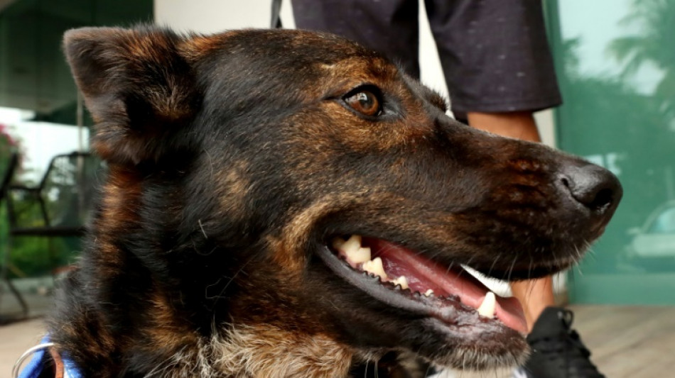 Ap&oacute;s odisseia no mar, Bella comemora o Dia Mundial do C&atilde;o com seu 'segundo pai'