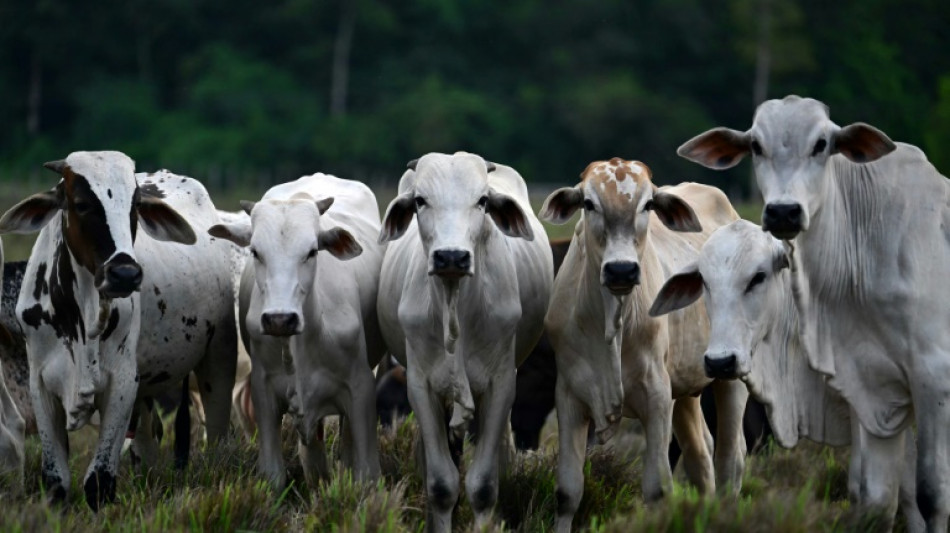 La OMSA declara a Brasil libre de fiebre aftosa sin vacunación