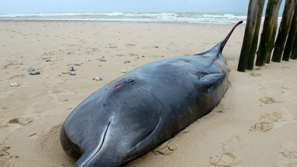 Pas-de-Calais: une baleine à bec échouée sur une plage
