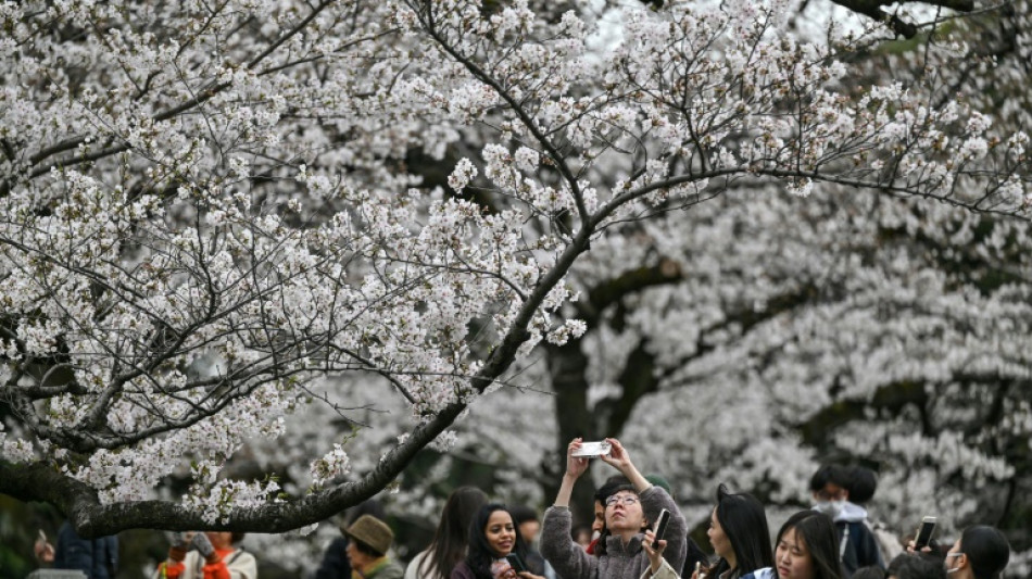 En Jap&oacute;n, una herramienta de IA para preservar los cerezos en flor