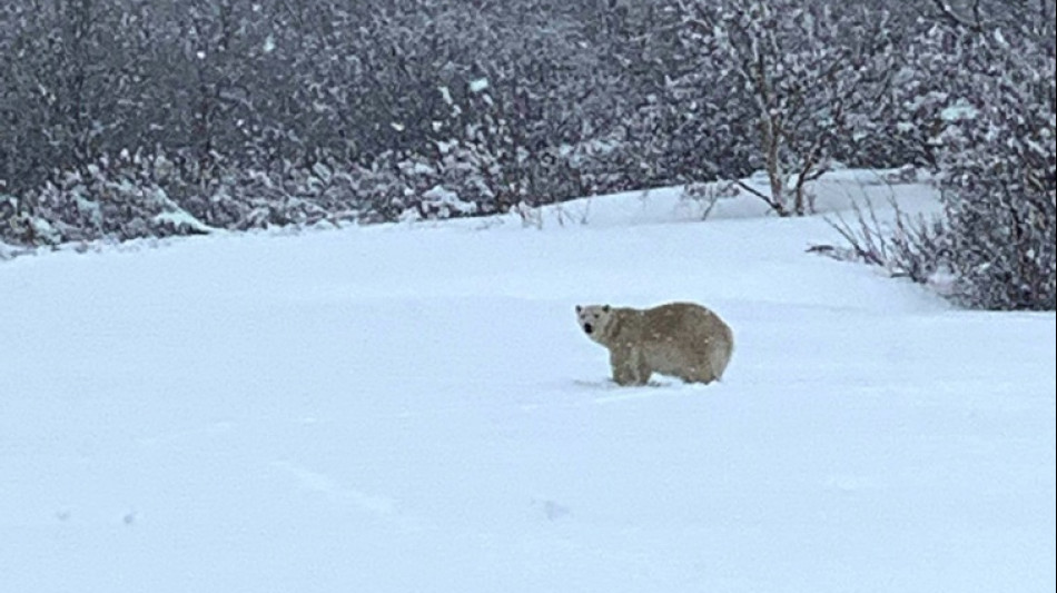 Très rare apparition d'un ours polaire dans le sud du Canada