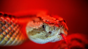 Mann in Rheinland-Pfalz von Klapperschlange gebissen - Zustand kritisch 