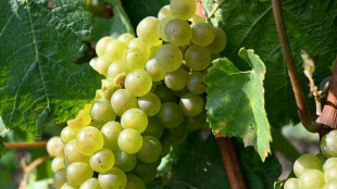 Kurz vor Traubenernte: Diebe r&auml;ume zwei Weinberge in Rheinland-Pfalz leer