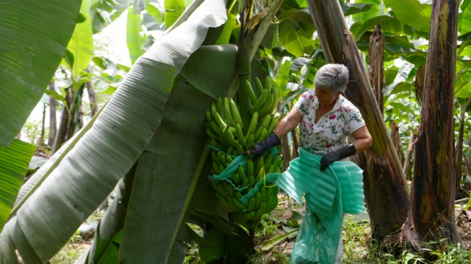 Fincas vacías: guerra en Ucrania profundiza crisis del banano en Ecuador 