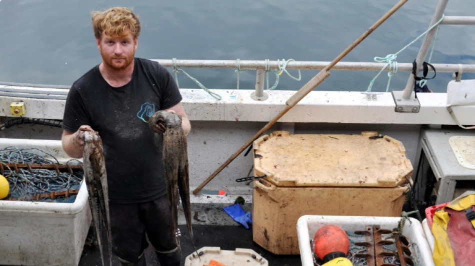 'Perfect storm': UK fishermen reel from octopus invasion