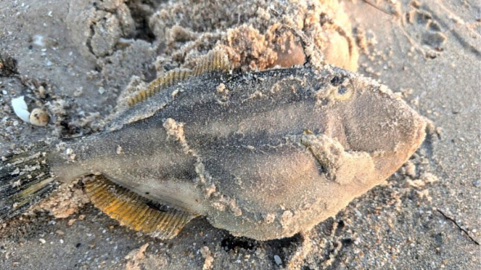 "Strände voller Kadaver": Giftige Algenblüte tötet vor Australien Meeres-Bewohner