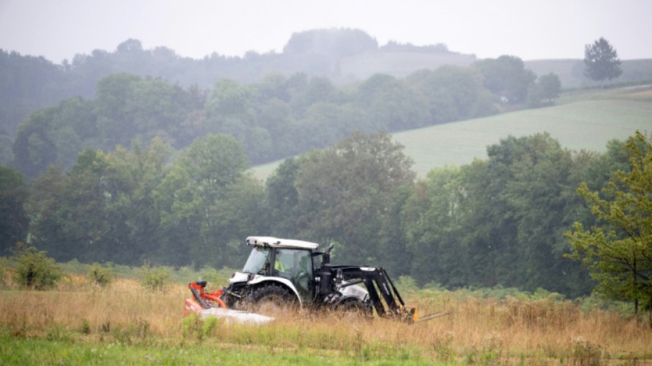 How mowing less lets flowers bloom along Austria's 'Green Belt'
