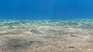 Greek fishermen struggle to keep up with pufferfish invaders