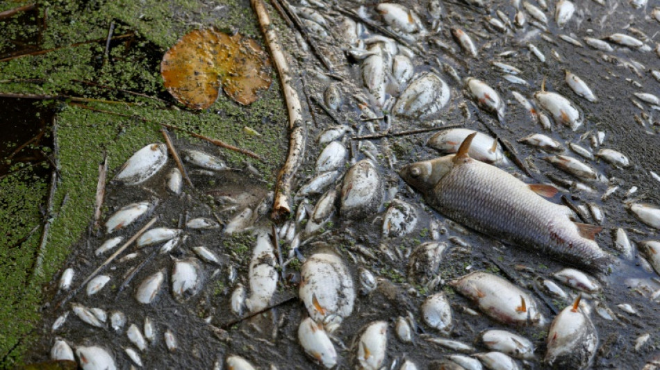 Sospechan que un alga t&oacute;xica caus&oacute; mortalidad masiva de peces en el r&iacute;o &Oacute;der