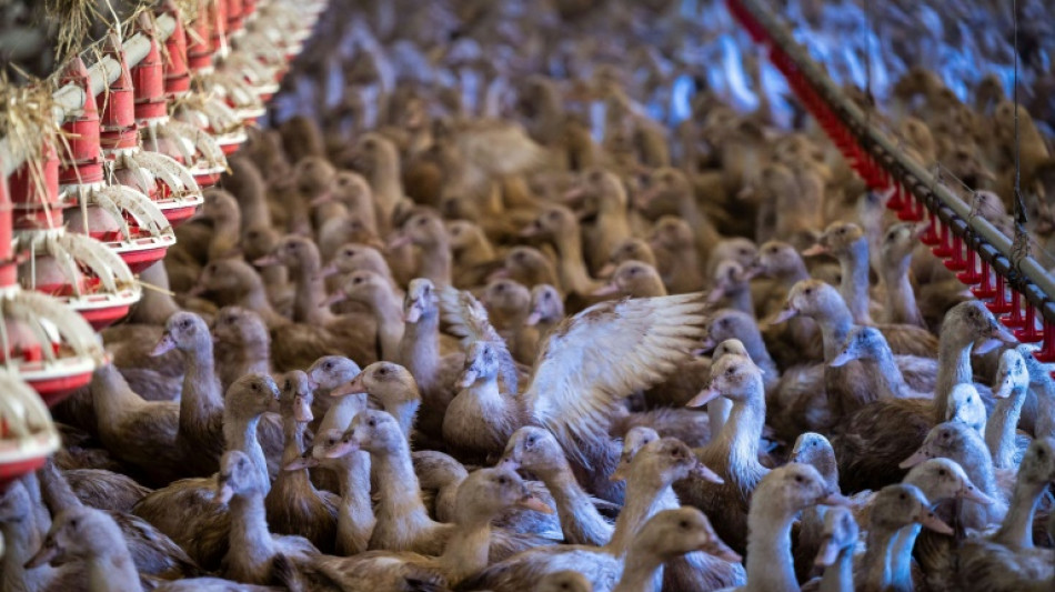 Grippe aviaire: la flamb&eacute;e &eacute;pid&eacute;mique continue, 4,6 millions de volailles abattues depuis ao&ucirc;t