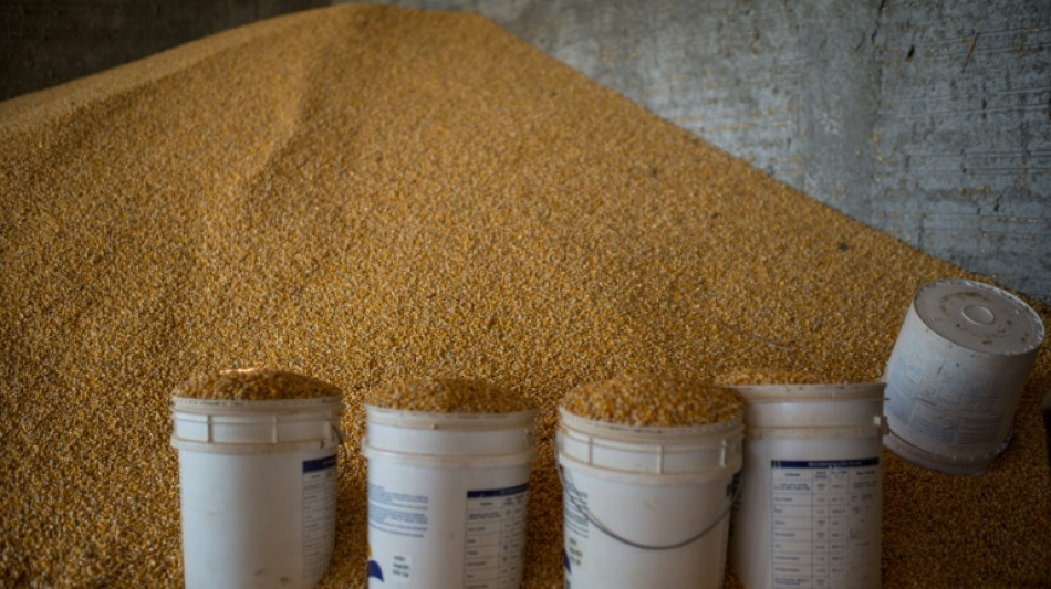 Espa&ntilde;a flexibiliza las reglas para importar ma&iacute;z de Argentina y Brasil