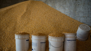 Espa&ntilde;a flexibiliza las reglas para importar ma&iacute;z de Argentina y Brasil