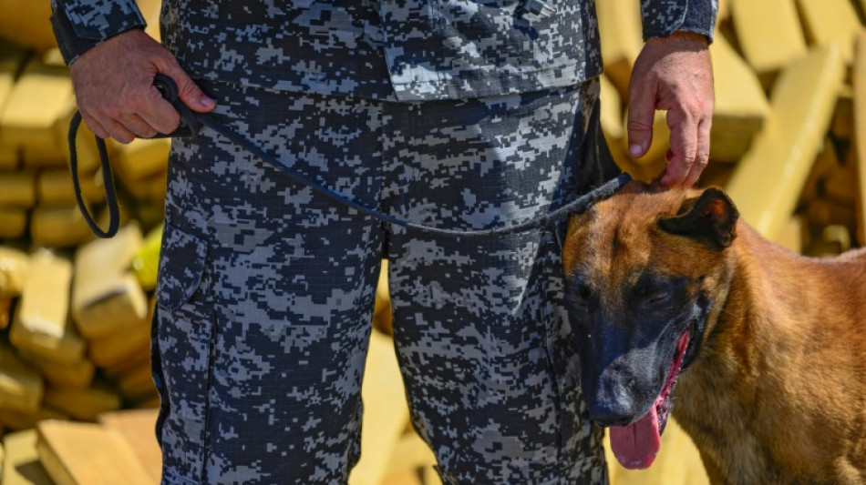 C&atilde;o leva Pol&iacute;cia a fazer apreens&atilde;o recorde de 48 toneladas de maconha no Rio