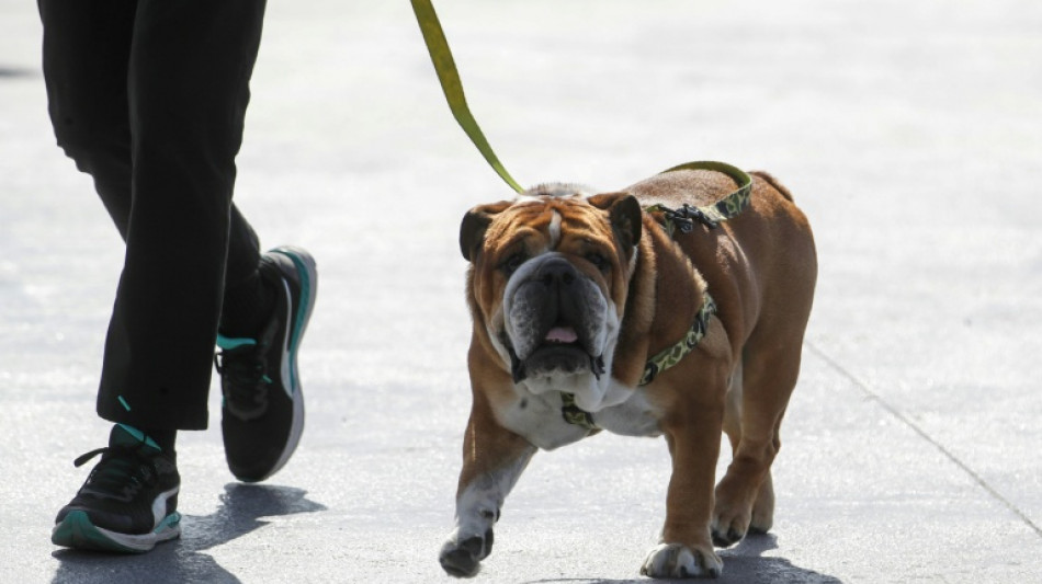 Hamilton thanks 'overwhelming' response to dog Roscoe's death