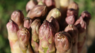 Erntemenge von Spargel 2022 r&uuml;ckl&auml;ufig