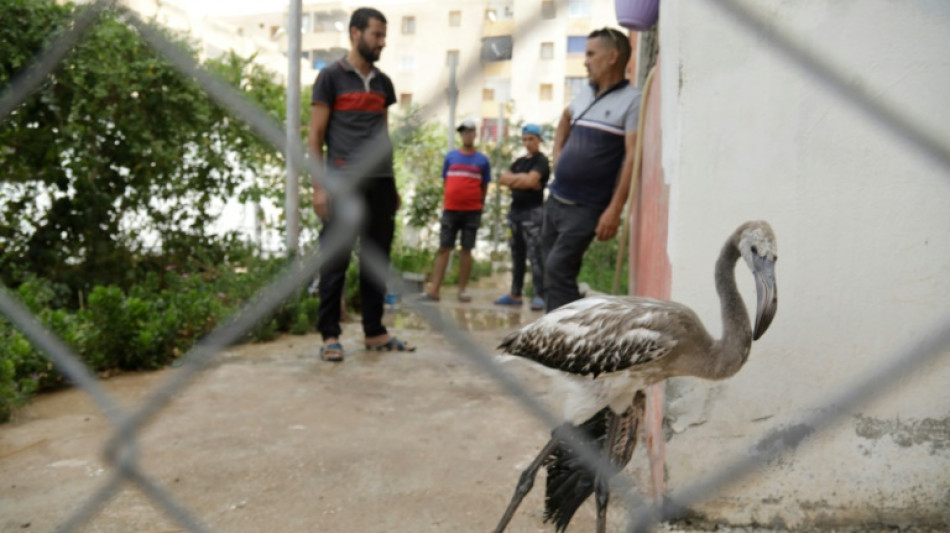 Alg&eacute;rie: des b&eacute;n&eacute;voles sauvent pr&egrave;s de 300 flamants roses menac&eacute;s par la s&eacute;cheresse