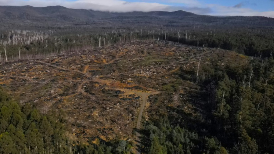Loggers fell old, native forests on Australian island