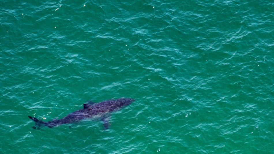 Au large de la c&ocirc;te est am&eacute;ricaine, les requins blancs de plus en plus nombreux