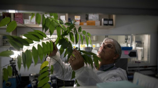 Medicar sem 'chapar': planta parecida com a cannabis gera esperan&ccedil;a no Brasil