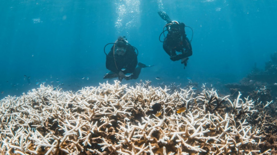 IUCN: 96 Prozent der Korallenriffe weltweit vom Absterben bedroht