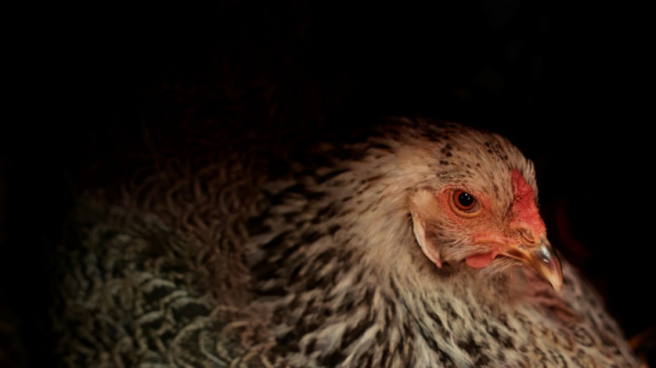 Eier-Preis in den USA wegen Vogelgrippe in die Höhe geschnellt