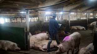 China impondr&aacute; recargos provisionales sobre las importaciones de cerdo europeo